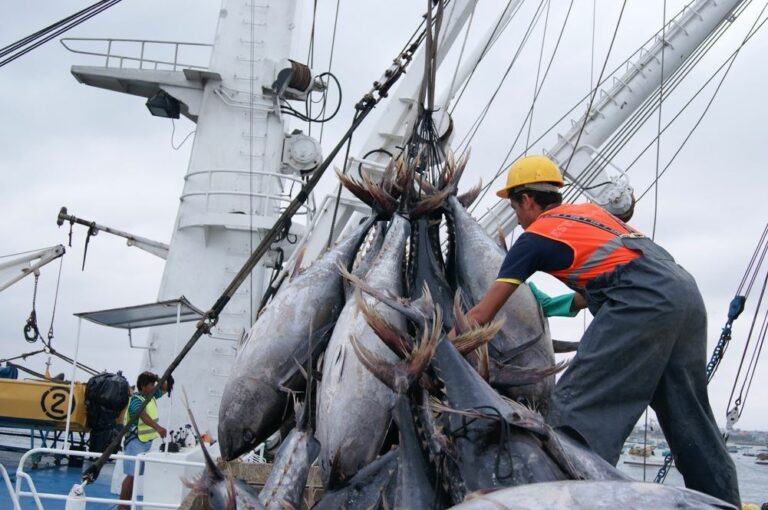 ECUADOR: Se crea compensación temporal para el sector pesquero industrial