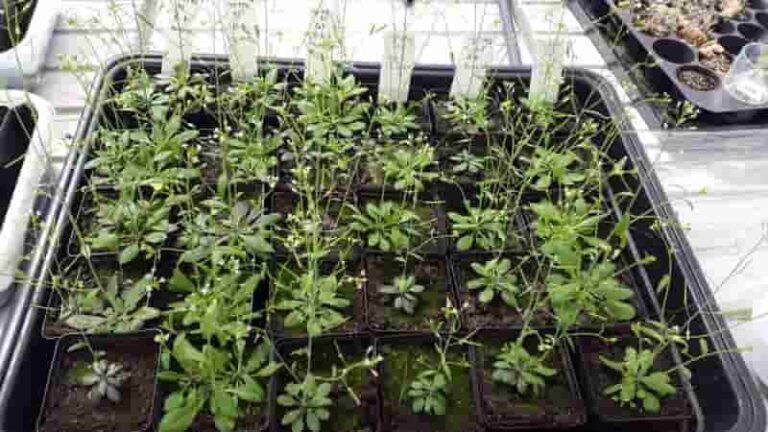 La protección vegetal del futuro puede provenir de las propias plantas