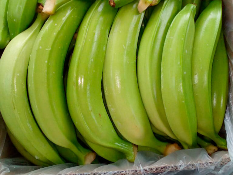 Ecuador fija USD 7,75 por caja de plátano. Productores temen efectos del registro obligatorio