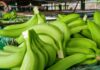 PERU: Exportaciones de banano inician el 2026 con mayor valor y mejora en el precio promedio