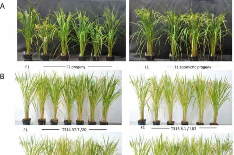 El avance en la mejora del arroz podría alimentar a miles de millones