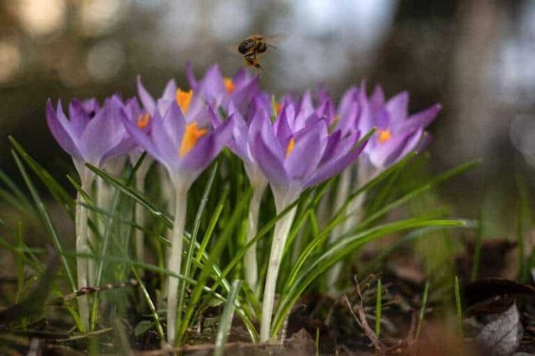 Internacional: La UE busca más ayuda para la disminución de las poblaciones de abejas