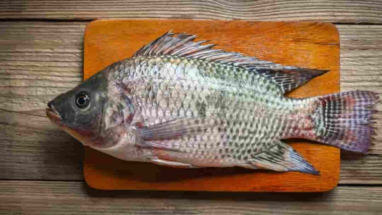 Investigadores de FAO proponen estrategias para utilizar el 100% de la tilapia