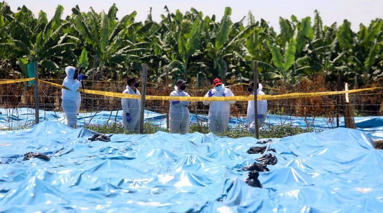 Internacional: Venezuela confirma presencia del Fusarium Raza 4 en plantaciones de tres estados