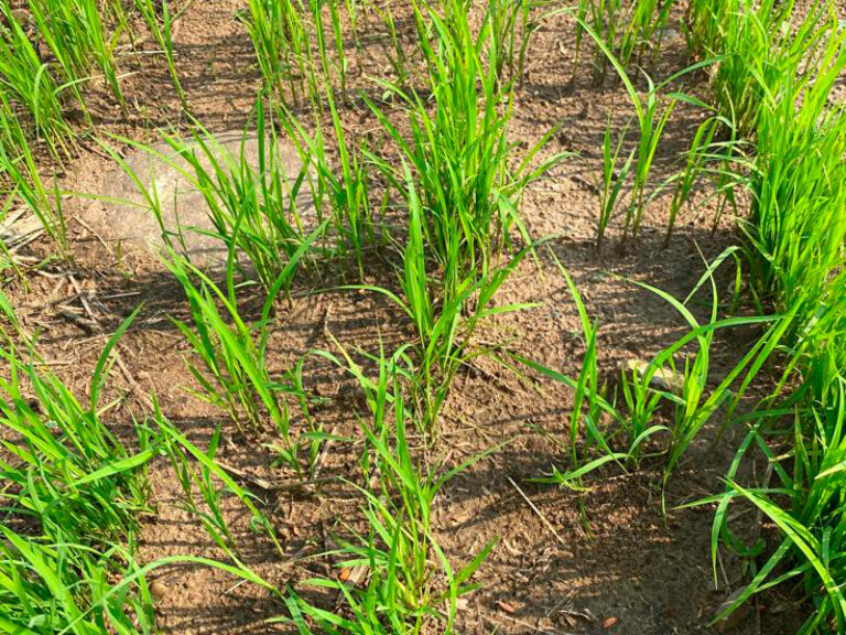 Modelo Biocarbono/AGROSAVIA para un arroz bajo en carbono y sostenible en la Orinoquia cierra su primera fase
