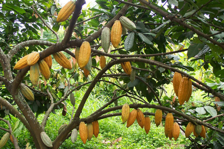 En el secado artificial estaría la clave para exportar cacao especial