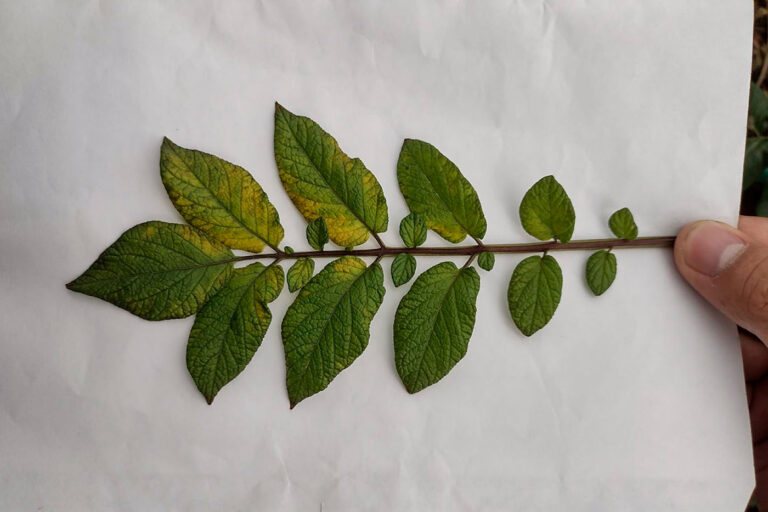 Internacional: Según el reflejo de la luz es posible saber si una planta está enferma o sana