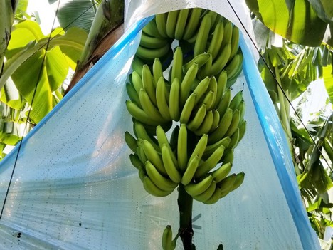 Internacional: La oferta de banano sigue siendo baja en muchas regiones