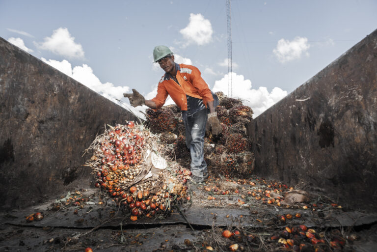 Internacional Colombia: La producción de palma aceitera con buen incremento en enero