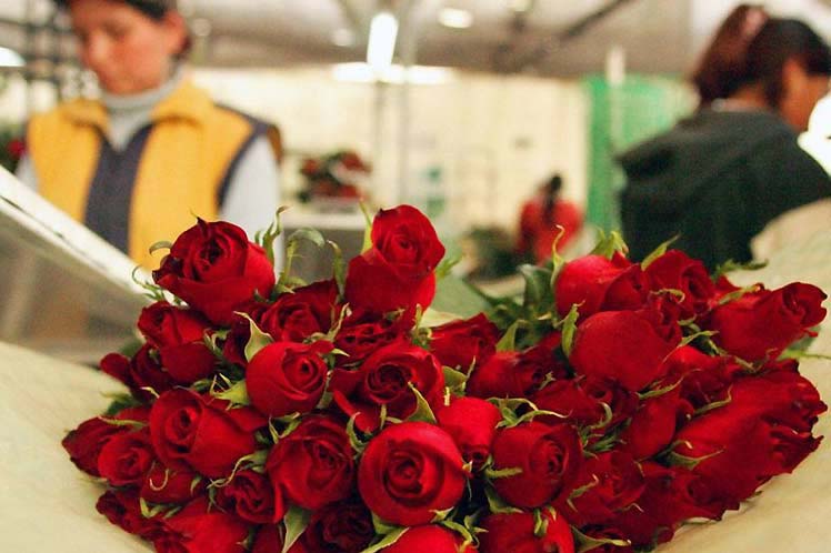Día de las madres , temporada exitosa para floricultores ecuatorianos