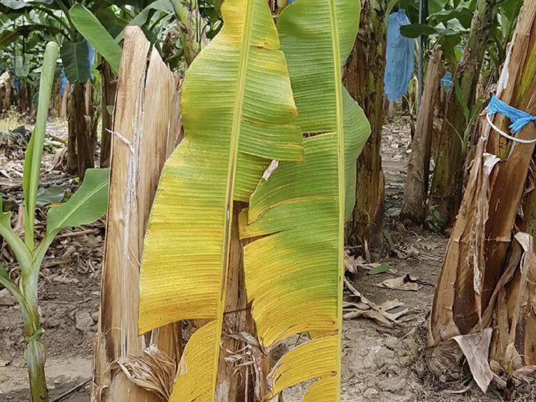 Internacional: Declaran emergencia por hongo del banano en el país y prohíben importación agrícola desde Colombia