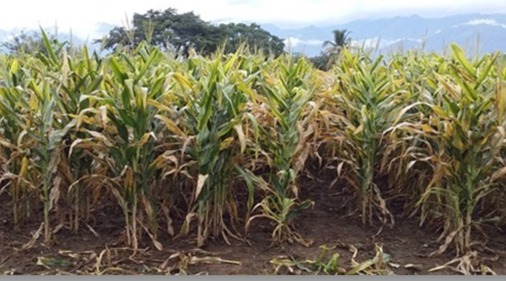 achaparramiento-del-maíz-un-problema-serio-para-una-solución-con-ciencia_agrosavia