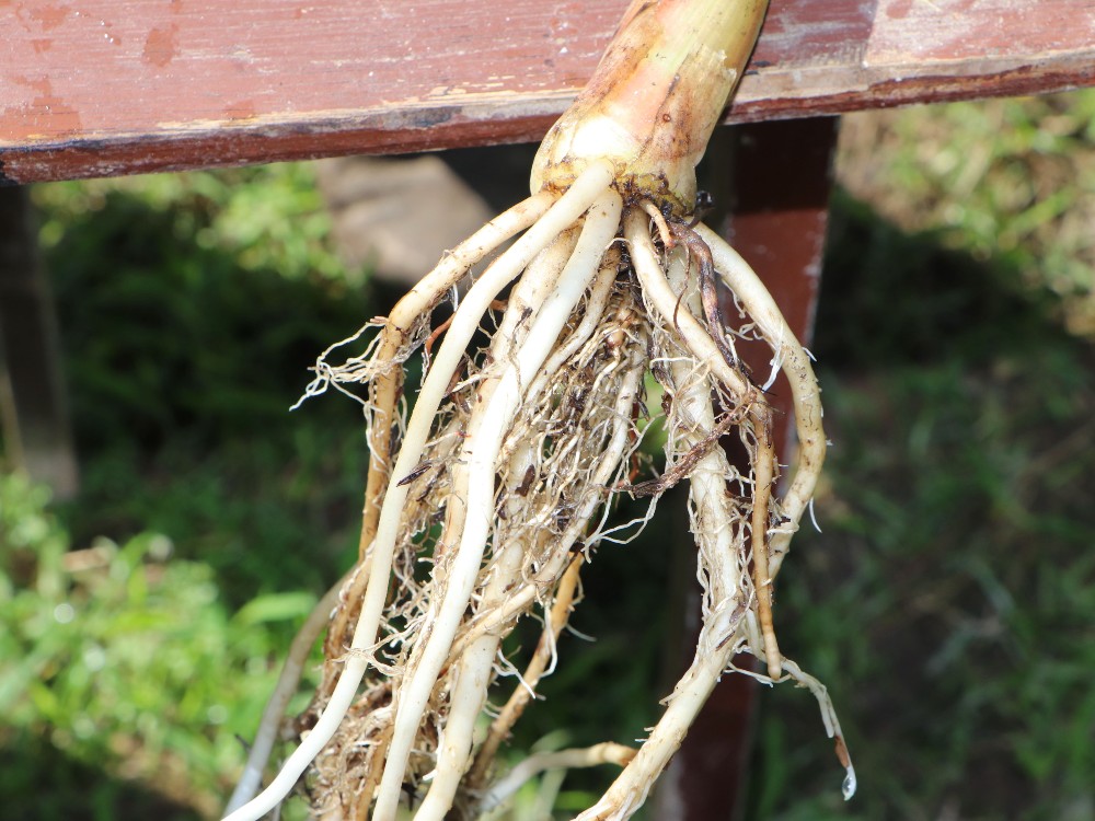 bioestimulantes2_agrosavia