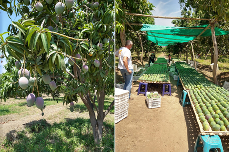 Internacional: “El mercado del mango ecológico vuelve a estabilizarse tras unas semanas dramáticas en enero”