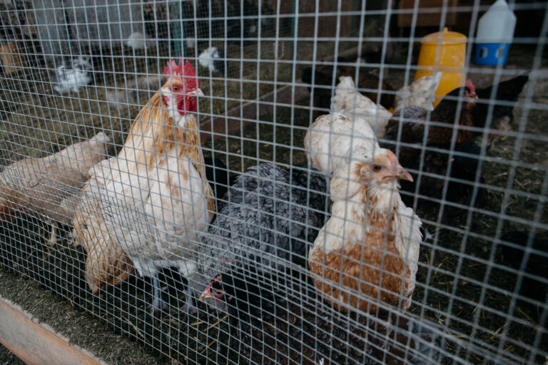 Internacional: “La caída en importaciones se debe a que producir pollo en Colombia es más barato”