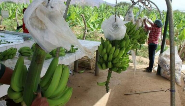 Internacional: Inversionistas se retiran de la producción de banano en Perú por crisis internacional de precios