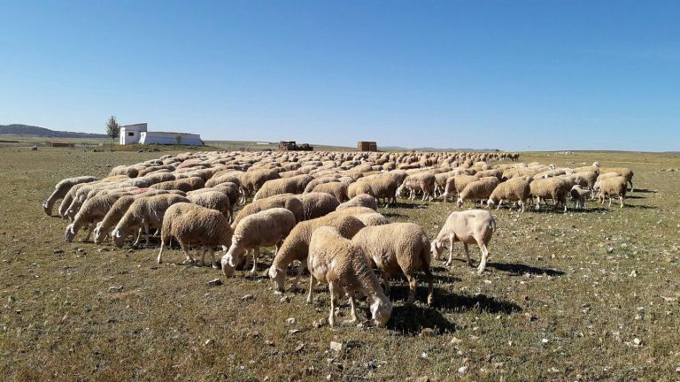 Internacional-La viruela ovina se descontrola: 38.000 animales muertos en 25 focos desde que reapareció en España