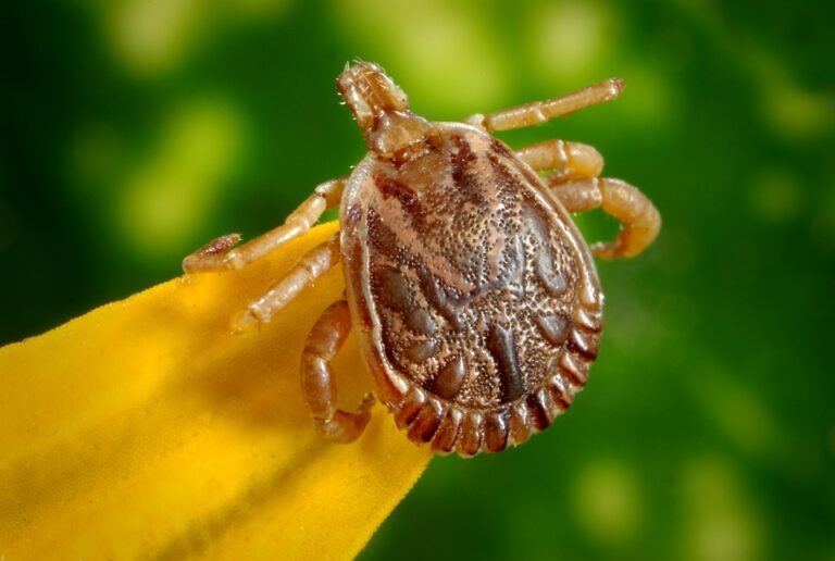 Conociendo al enemigo – La garrapata común del ganado (Rhipicephalus microplus)