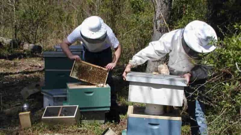 La vacuna para las abejas no pica