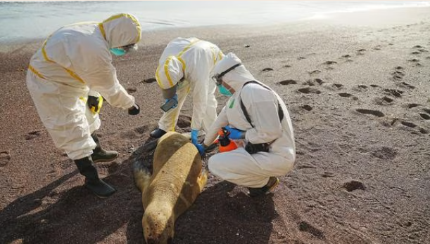 Internacional-Gripe aviar: Sernanp reporta cerca de 3500 lobos marinos muertos en áreas naturales protegidas