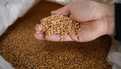 Internacional Colombia: Gremio arrocero teme a posible sobreoferta temporal si productores no planean siembra