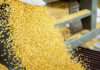 ECUADOR: Industria de alimentos balanceados afirma que prioriza la compra de maíz nacional