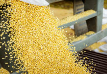ECUADOR: Industria de alimentos balanceados afirma que prioriza la compra de maíz nacional