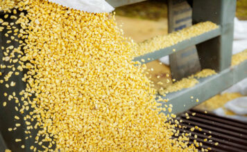 ECUADOR: Industria de alimentos balanceados afirma que prioriza la compra de maíz nacional