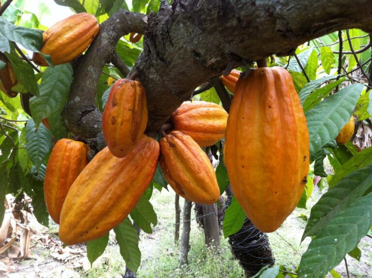 COLOMBIA: Detectar residuos químicos en cacao abre la puerta a controles más justos y accesibles