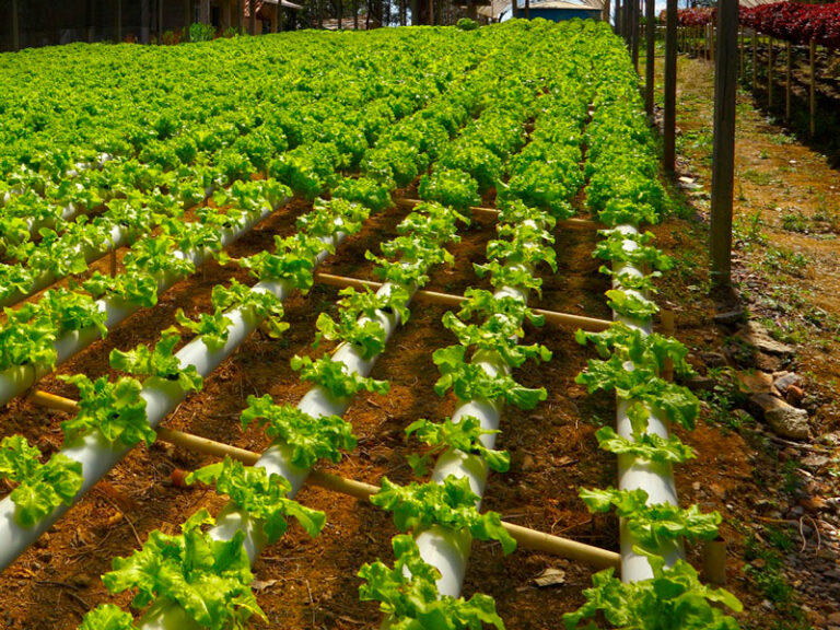 Agricultura vertical: el sistema que puede ahorrar hasta un 90% de agua