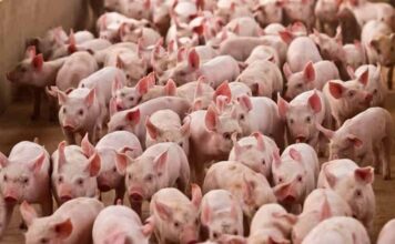 Crisis en el sector porcino de Suiza obliga a sacrificar miles de lechones