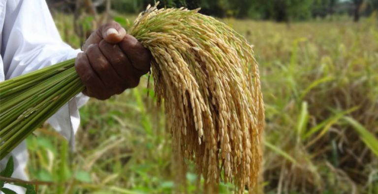 “Si se quiere exportar arroz a Colombia debe llegar antes del 30 de junio” Botero