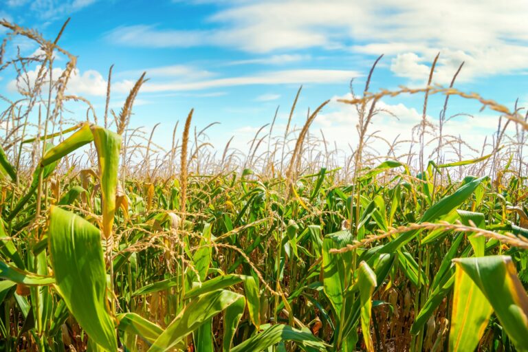 Internacional: Cómo adaptar la agricultura al cada vez más evidente cambio climático