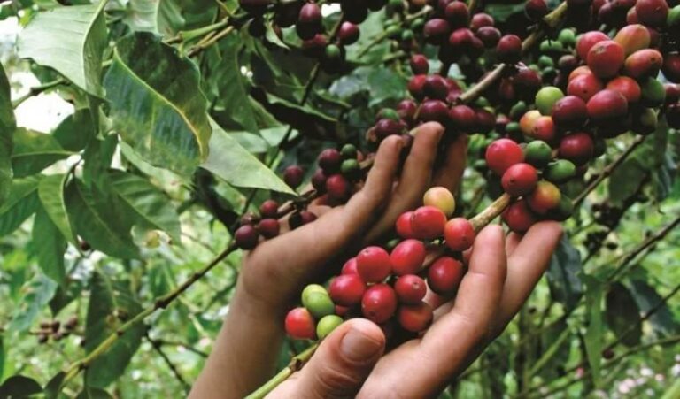 Cambio climático golpea  al 75% de los mayores productores de café del mundo