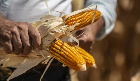 Internacional: Pudrición de la mazorca del maíz, enfermedad que da pérdidas de hasta 60% en rendimiento