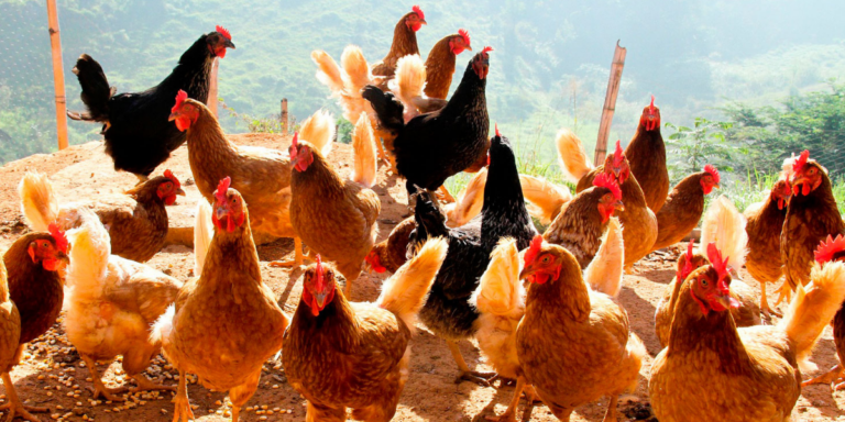 Guía práctica para el manejo de las gallinas ponedoras