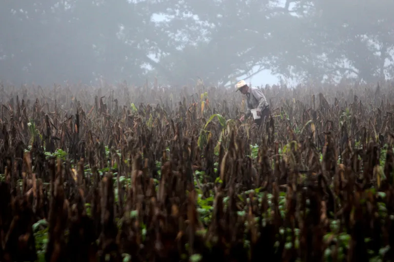 Internacional: La FAO advierte de las posibles sequías en América ante la llegada de El Niño