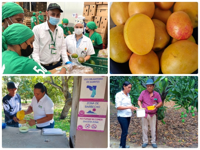 Internacional: Más de 200 tn de mango colombiano llegarán a la UE y EE. UU.