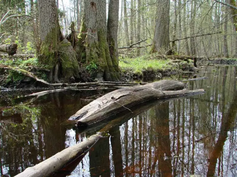 Internacional: La UE prohíbe importar madera, soja o caucho si causa deforestación en origen