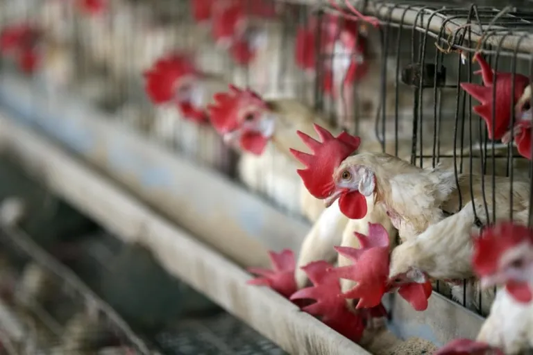 Internacional: Argentina retoma las exportaciones de pollo suspendidas por gripe aviar