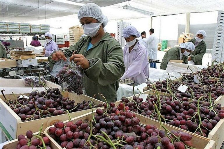 Internacional: Asia concentró el 16.7% del total de las exportaciones peruanas de uva de mesa en 2022