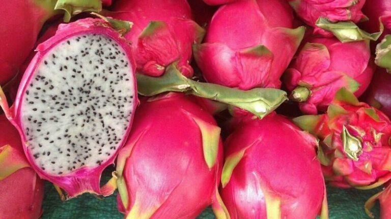 Internacional: Exportaciones peruanas de pitahaya buscan retomar y superar el pico alcanzado en 2019
