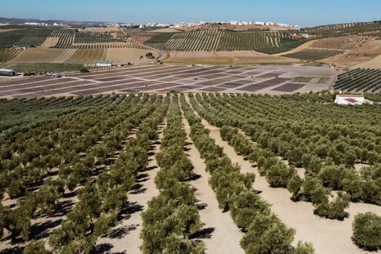 Internacional: El IPCC destaca el potencial mitigador en el uso de los suelos agrícolas