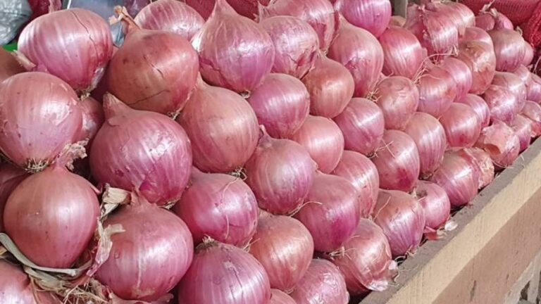 Internacional: Perú exportó cebolla en fresco por US$ 17.8  millones en el primer trimestre de 2023