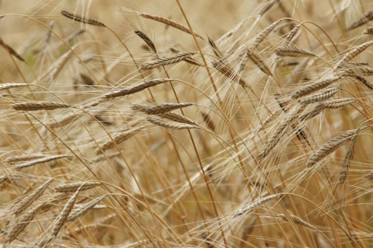 Internacional: Chile y España impulsan una agricultura más resilente al cambio climático