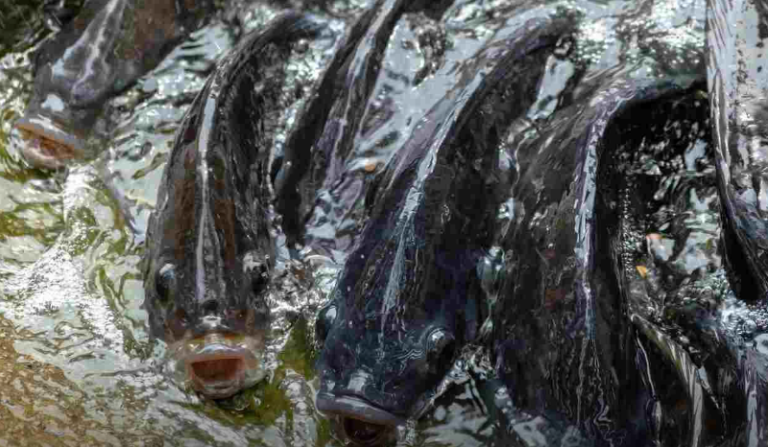 Internacional: Elaboran cosméticos naturales a partir de colágeno de piel de tilapia
