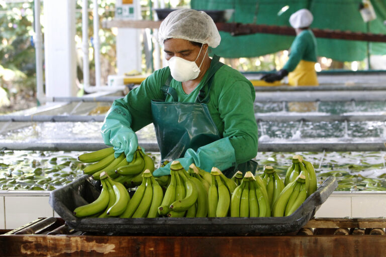 ESTADÍSTICAS: EXPORTACIONES DE PLATANO 2024