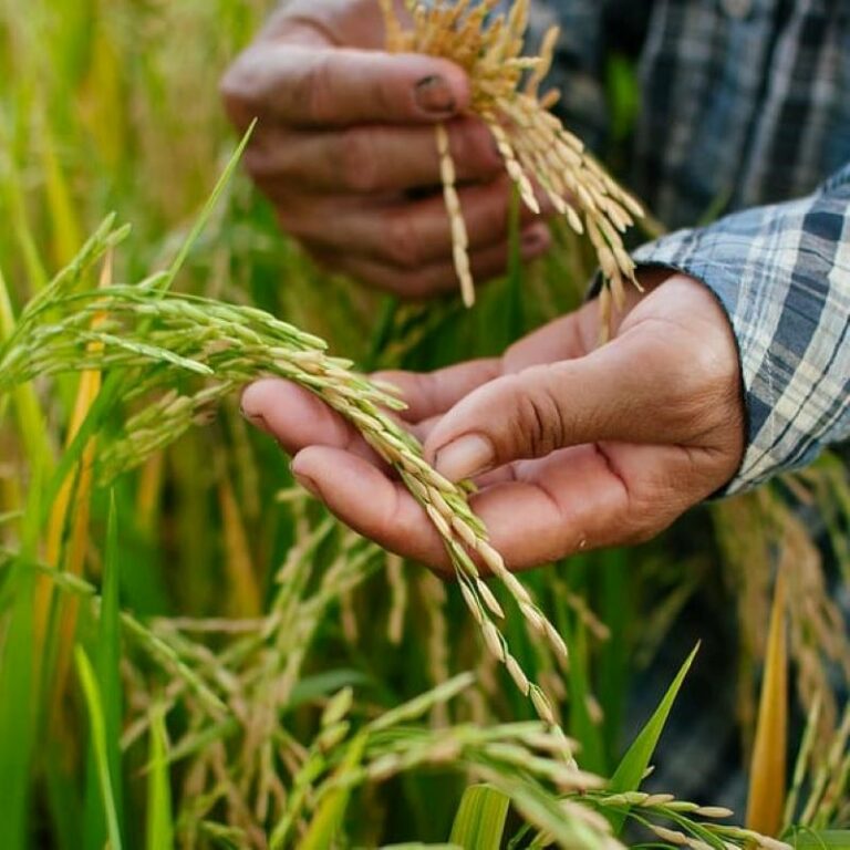 Internacional: Los hongos de rápida propagación aceleran las pérdidas y podrían acabar con los cultivos, advierten los expertos