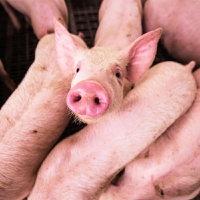 Internacional-Brotes de enfermedades animales: la peste porcina disminuye en los cerdos de la UE, Brasil declara la emergencia por gripe aviar