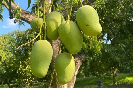 Internacional: La mayor oferta de mango hace caer los precios